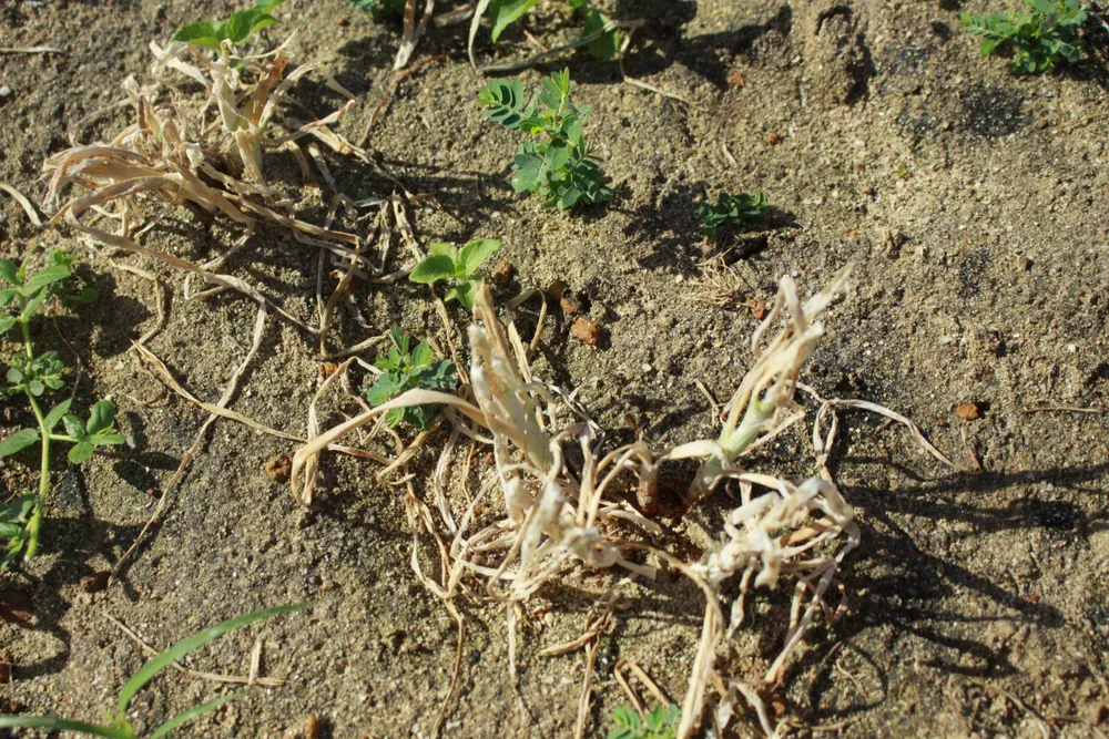 Quảng Ngãi: Hành tím hư hại nặng do sâu bệnh tấn công ảnh 2