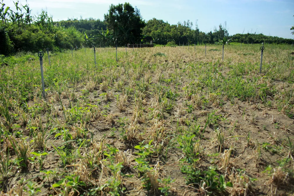 Quảng Ngãi: Hành tím hư hại nặng do sâu bệnh tấn công ảnh 1