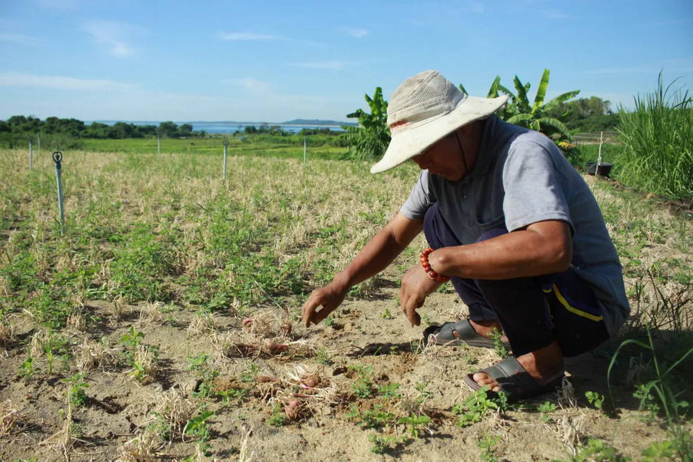 Quảng Ngãi: Hành tím hư hại nặng do sâu bệnh tấn công ảnh 3