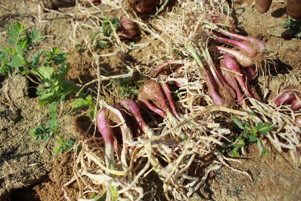 Quảng Ngãi: Hành tím hư hại nặng do sâu bệnh tấn công ảnh 4