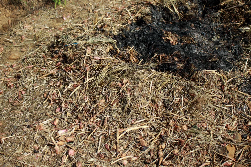 Quảng Ngãi: Hành tím hư hại nặng do sâu bệnh tấn công ảnh 8