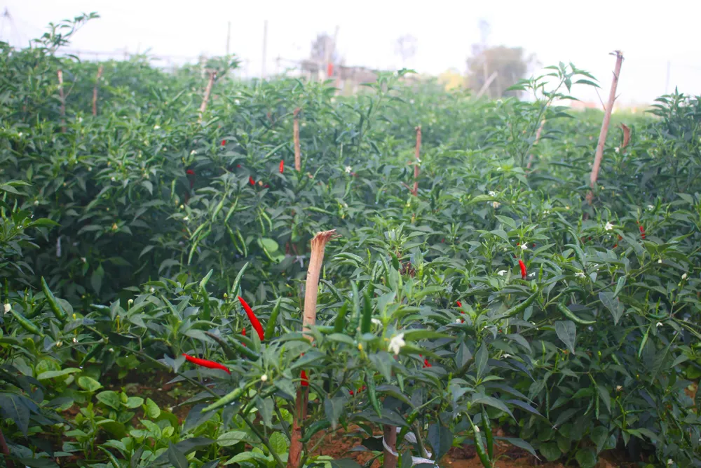 Cấp mã số vùng trồng tại Quảng Ngãi: Cần duy trì, thiết lập để mở cửa cho nông sản xuất ngoại ảnh 1