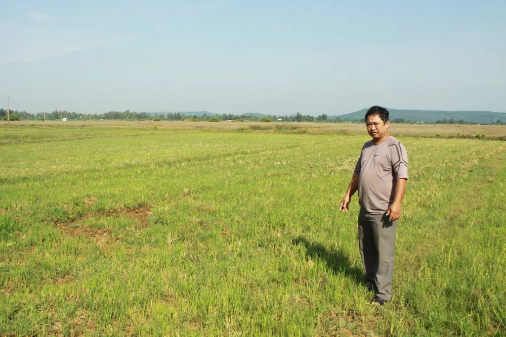 Quảng Ngãi: Hơn 60ha ruộng bỏ hoang suốt 20 năm vì nhiễm mặn ảnh 1