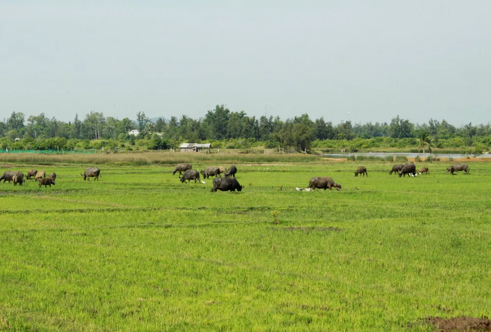 Quảng Ngãi: Hơn 60ha ruộng bỏ hoang suốt 20 năm vì nhiễm mặn ảnh 2