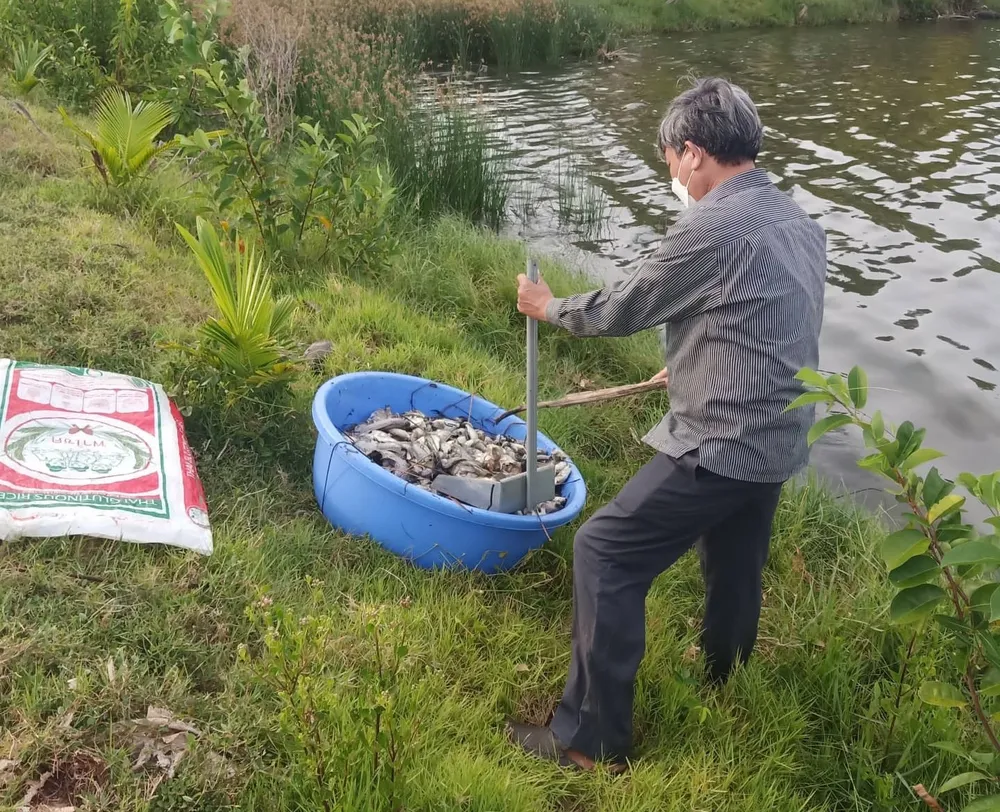 Cá chết hàng loạt chưa rõ nguyên nhân ở Quảng Ngãi ảnh 3