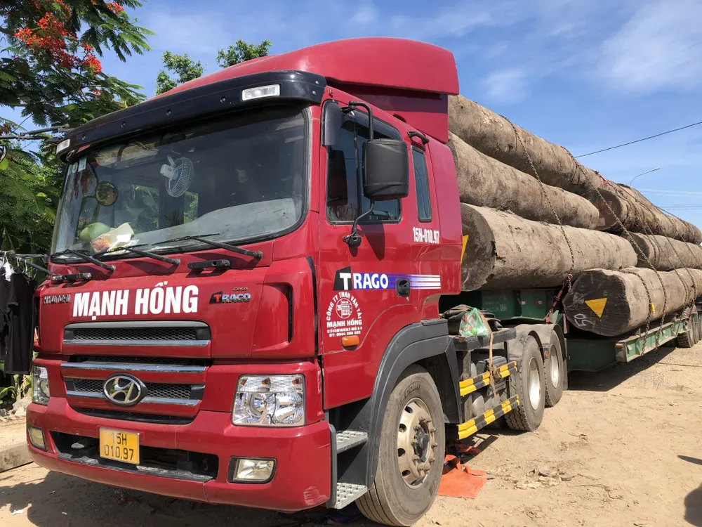 Quảng Ngãi: Tạm giữ xe đầu kéo chở gỗ lim quá khổ, quá tải ảnh 1