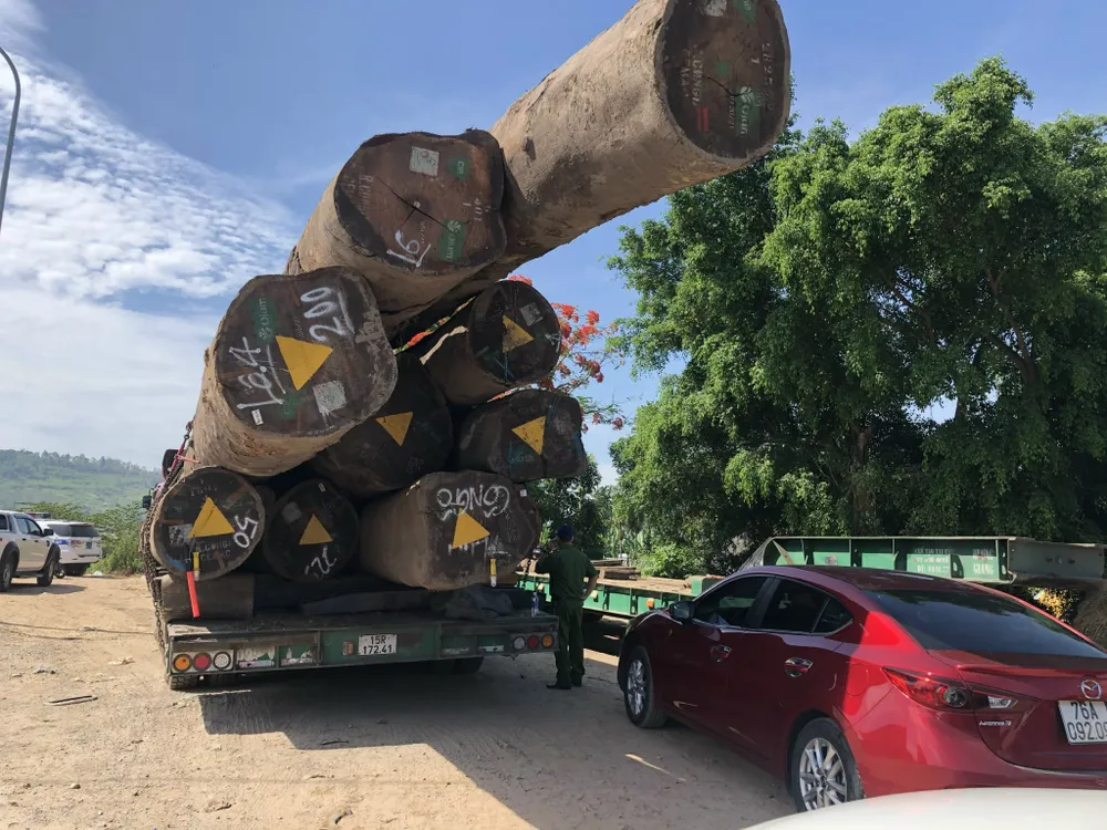 Quảng Ngãi: Tạm giữ xe đầu kéo chở gỗ lim quá khổ, quá tải ảnh 3