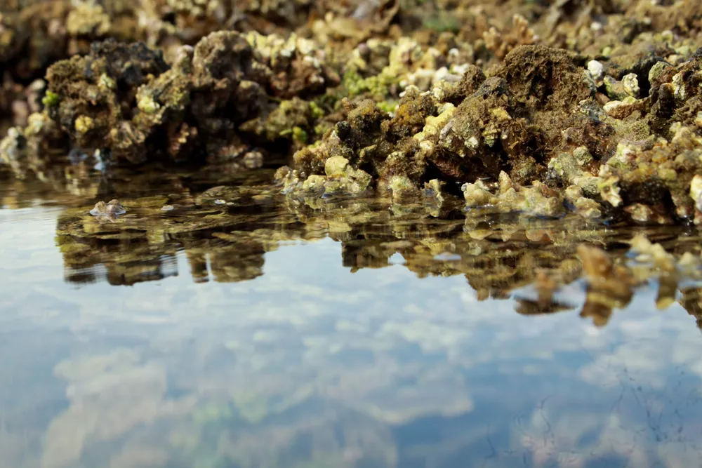 Quảng Ngãi: Rạn san hô ở Gành Yến cần được bảo vệ ảnh 9