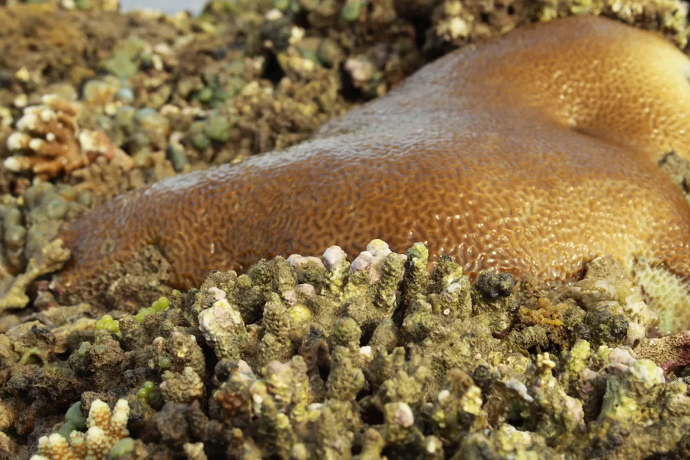 Quảng Ngãi: Rạn san hô ở Gành Yến cần được bảo vệ ảnh 8