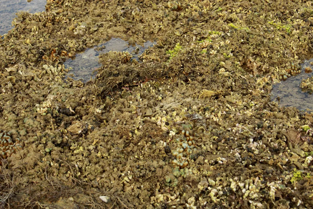 Quảng Ngãi: Rạn san hô ở Gành Yến cần được bảo vệ ảnh 3