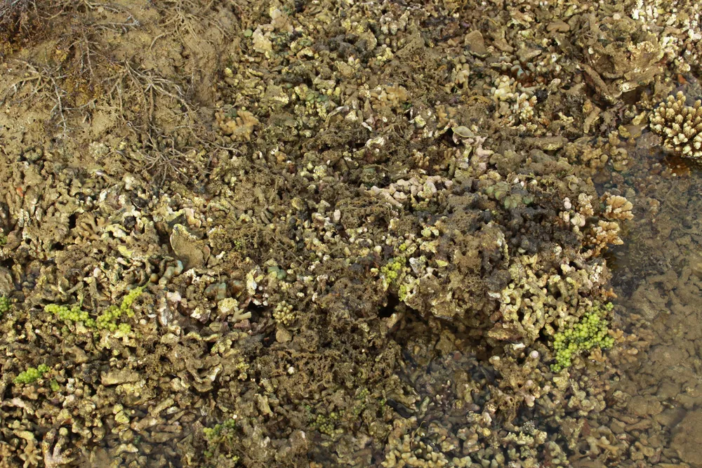 Quảng Ngãi: Rạn san hô ở Gành Yến cần được bảo vệ ảnh 4