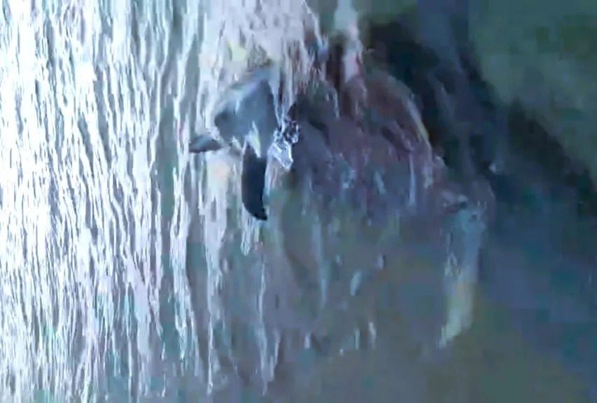 Cá heo nặng 100kg dạt vào vịnh Dung Quất ảnh 1