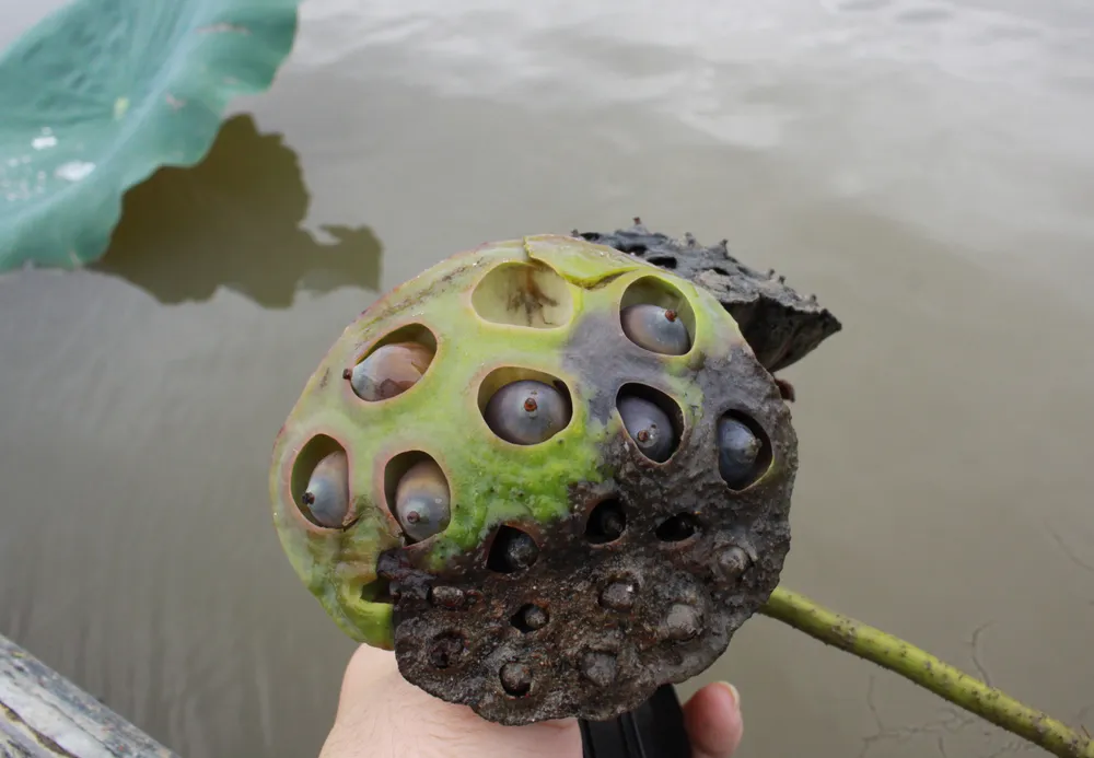 40ha sen Hành Thịnh chỉ còn lèo tèo những gương sen chết, người trồng trắng tay ảnh 2