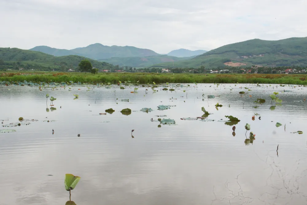 40ha sen Hành Thịnh chỉ còn lèo tèo những gương sen chết, người trồng trắng tay ảnh 1