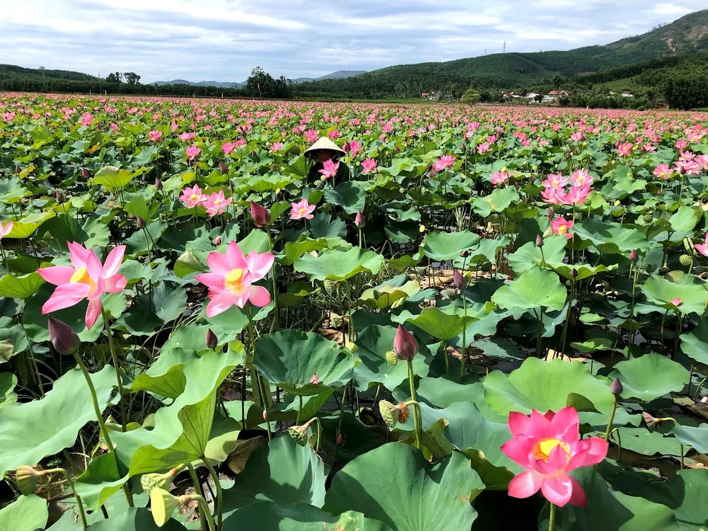 40ha sen Hành Thịnh chỉ còn lèo tèo những gương sen chết, người trồng trắng tay ảnh 5