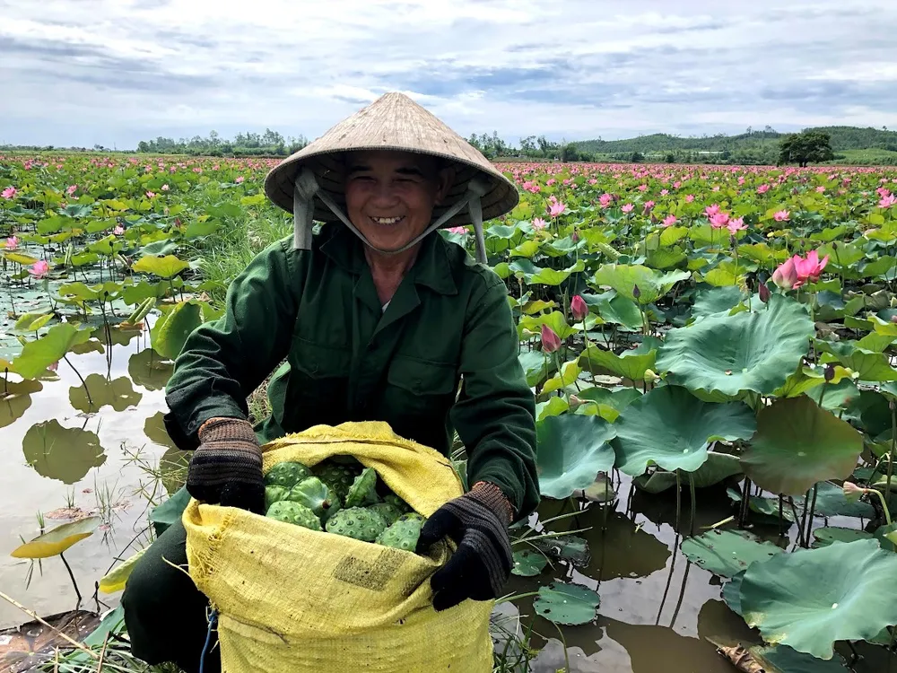 40ha sen Hành Thịnh chỉ còn lèo tèo những gương sen chết, người trồng trắng tay ảnh 6