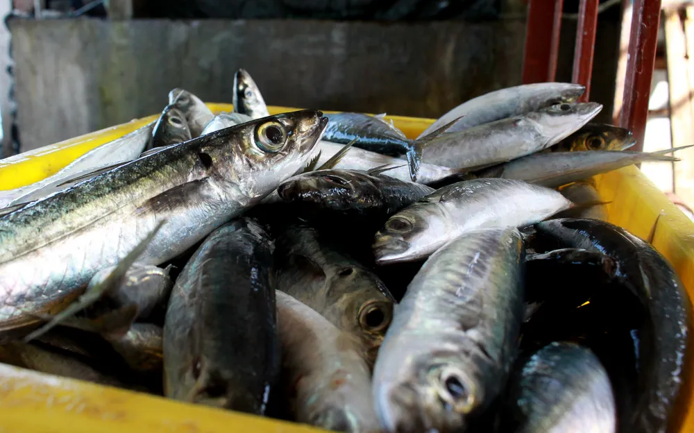 Ngư dân Quảng Ngãi được mùa cá nục ảnh 8