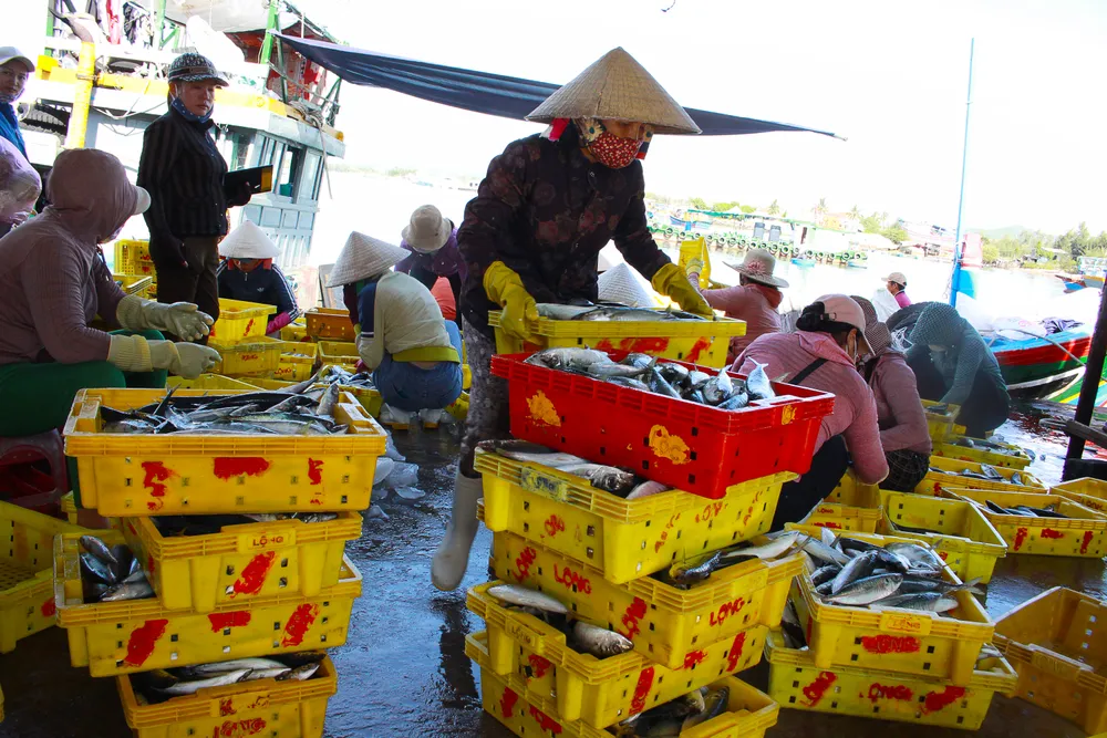 Ngư dân Quảng Ngãi được mùa cá nục ảnh 1