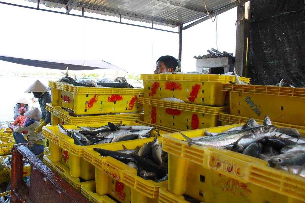 Ngư dân Quảng Ngãi được mùa cá nục ảnh 7