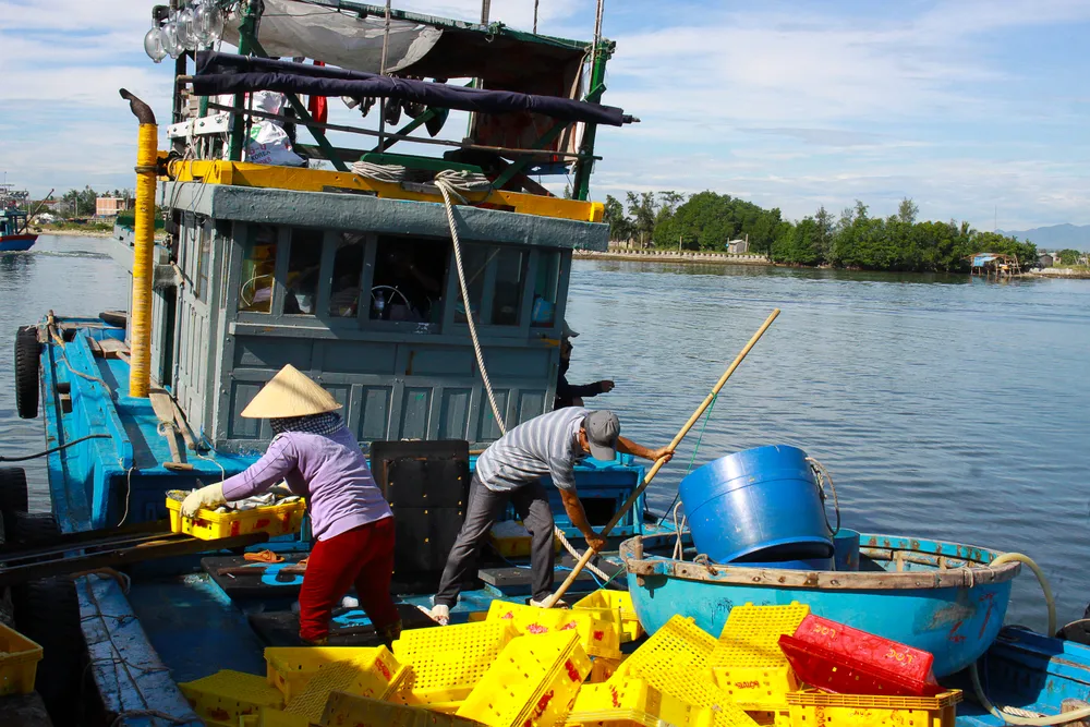 Ngư dân Quảng Ngãi được mùa cá nục ảnh 3