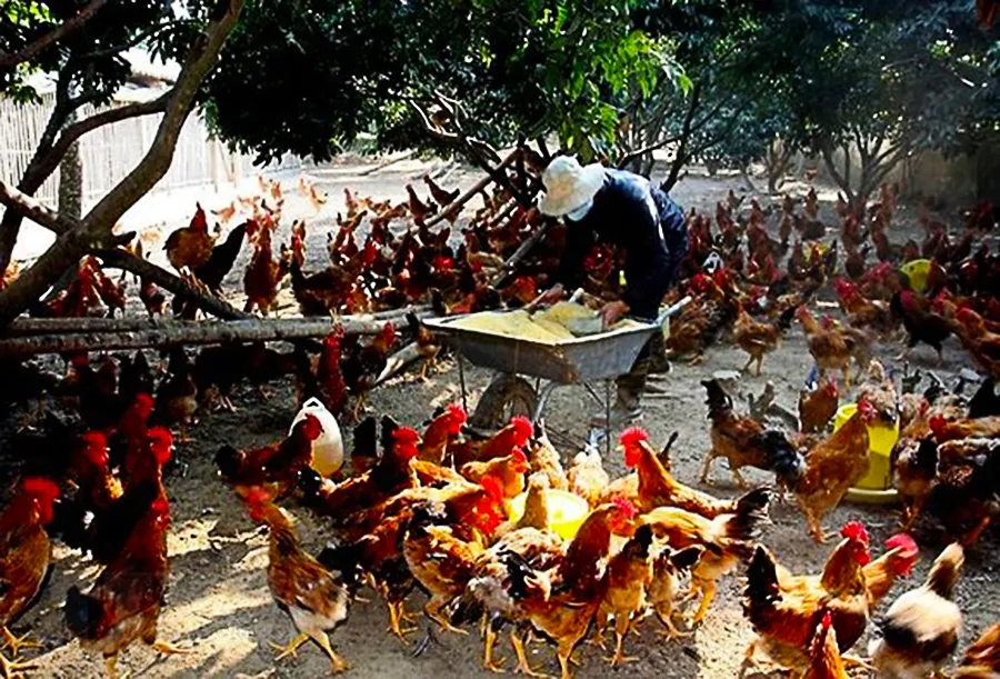 Quảng Ngãi tăng cường phòng, chống dịch bệnh gia súc, gia cầm ảnh 1