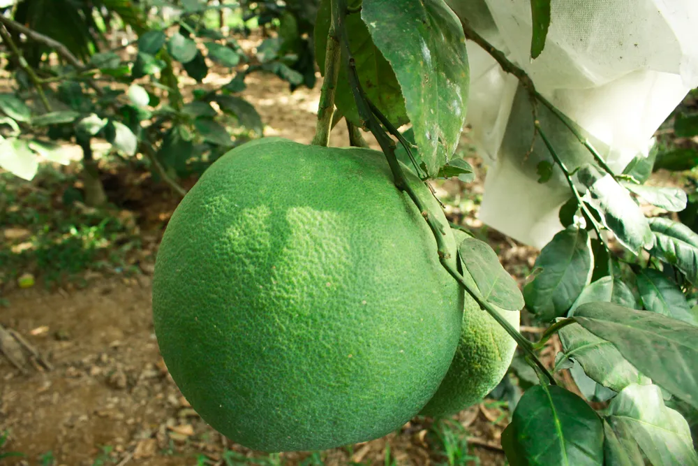 Quảng Ngãi: Người làm vườn phấn khởi vào mùa thu hoạch bưởi da xanh ảnh 1