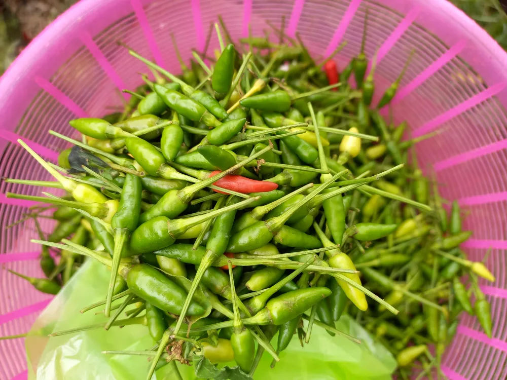 Cuối tuần, đi “chợ” của người Cor trên đỉnh đèo Eo Chim ảnh 13