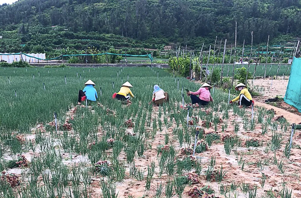 Đảo Lý Sơn tất bật chủ động ứng phó bão Noru ảnh 9