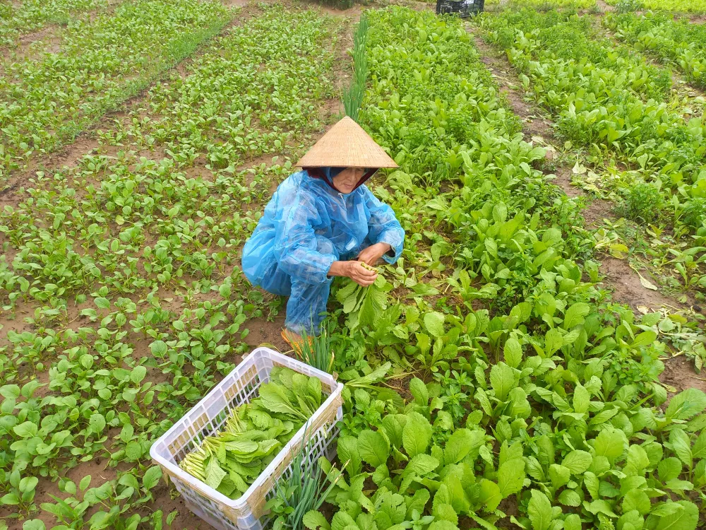 Ngư dân ùn ùn về cảng cá “chạy bão” ảnh 15