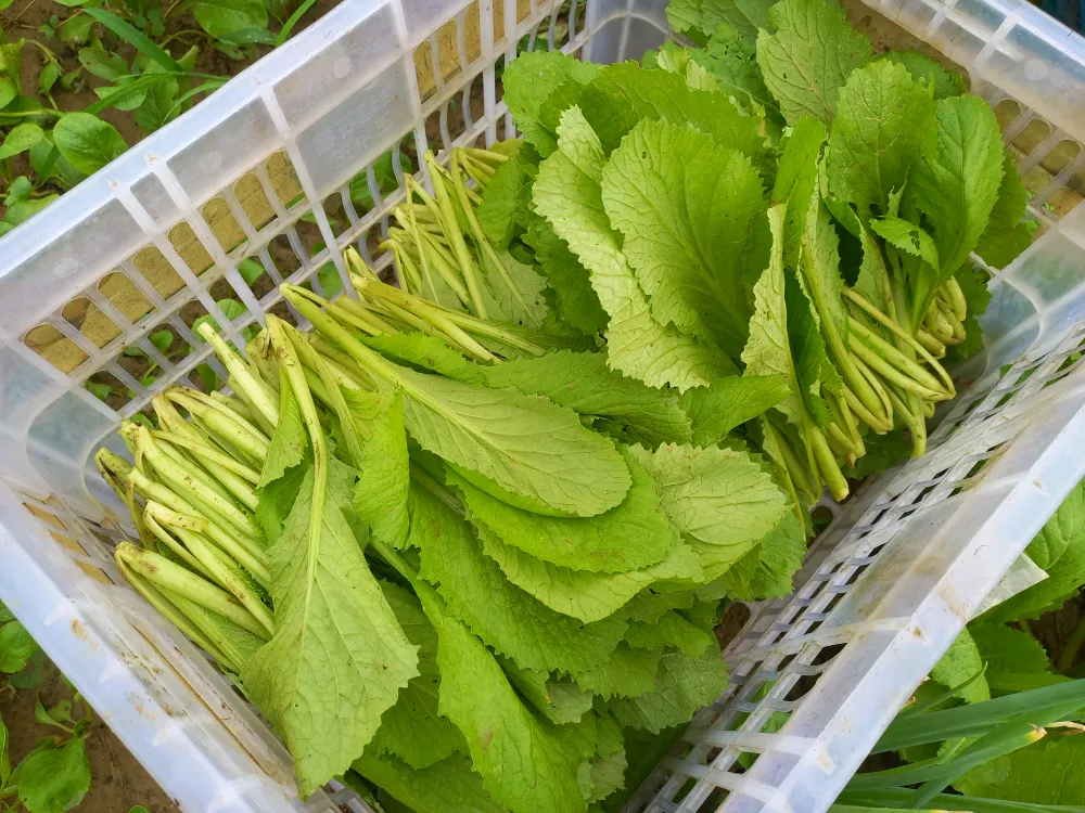 Ngư dân ùn ùn về cảng cá “chạy bão” ảnh 16