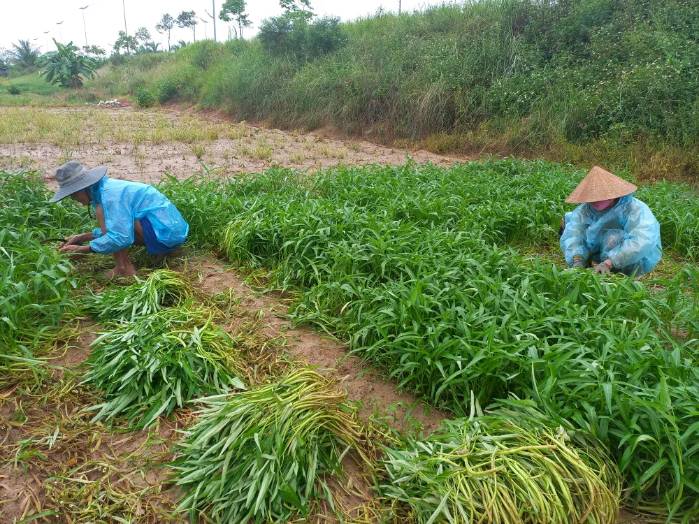 Ngư dân ùn ùn về cảng cá “chạy bão” ảnh 12