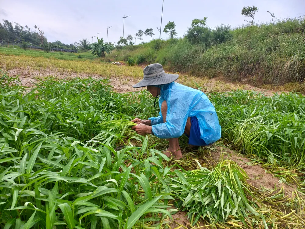 Ngư dân ùn ùn về cảng cá “chạy bão” ảnh 11
