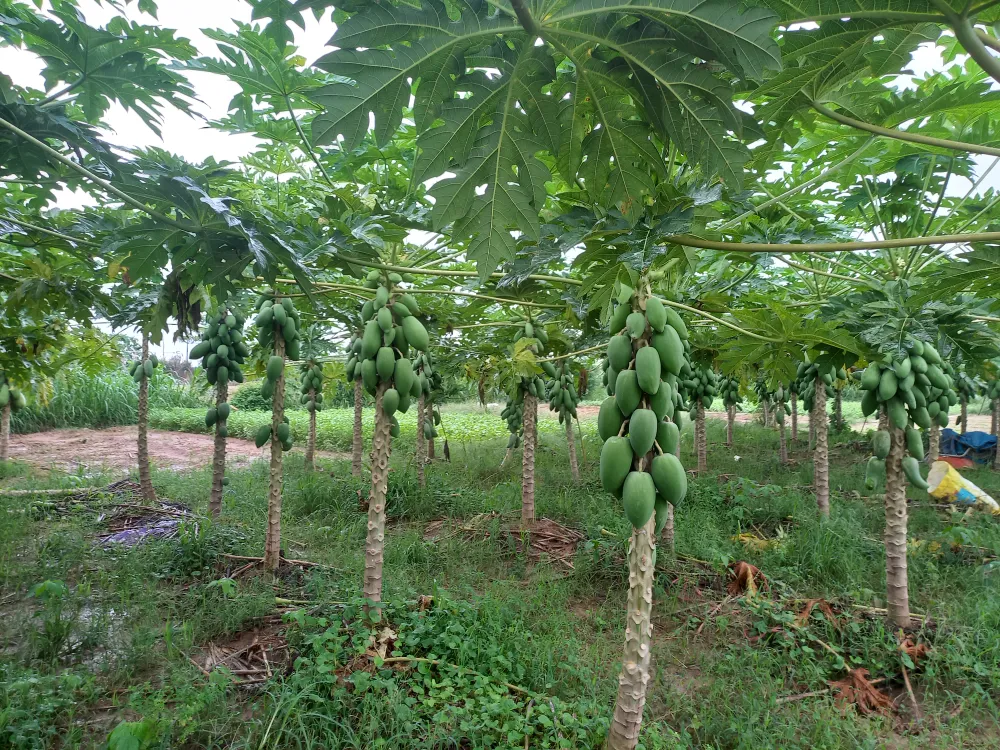 Ngư dân ùn ùn về cảng cá “chạy bão” ảnh 8