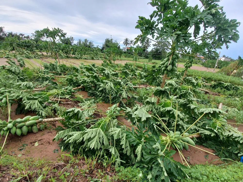 Quảng Ngãi: Cây trồng, hoa màu ngã đổ la liệt ảnh 4