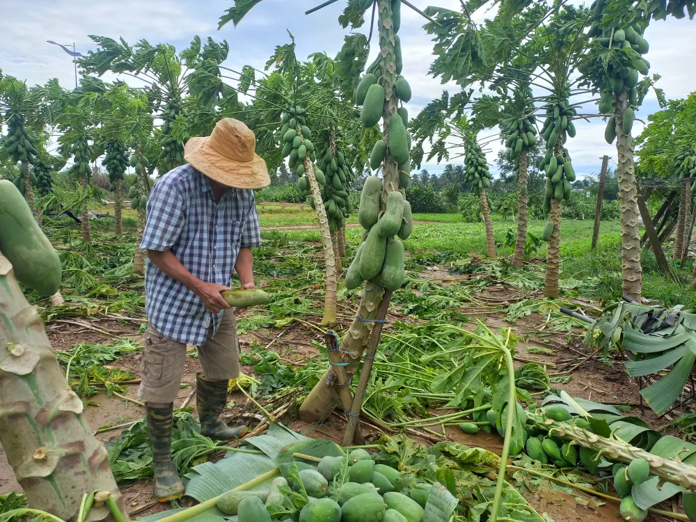Quảng Ngãi: Cây trồng, hoa màu ngã đổ la liệt ảnh 1