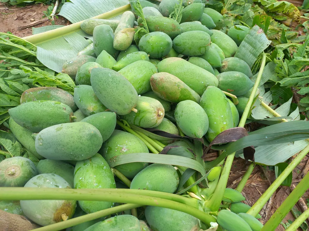 Quảng Ngãi: Cây trồng, hoa màu ngã đổ la liệt ảnh 2