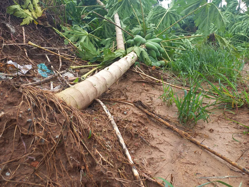 Quảng Ngãi: Cây trồng, hoa màu ngã đổ la liệt ảnh 3