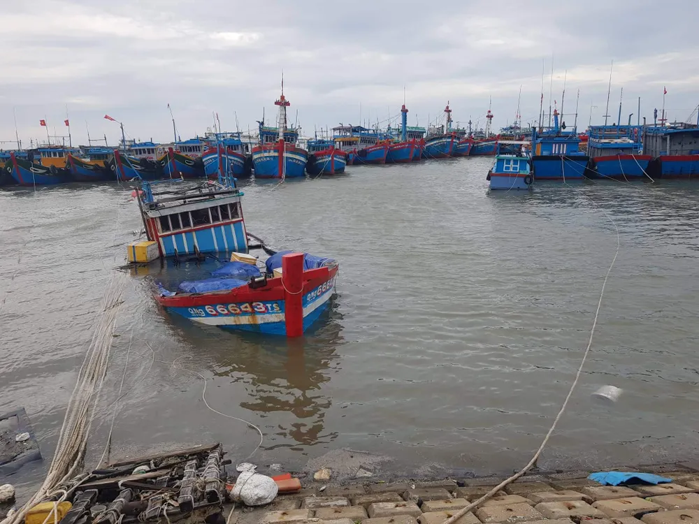 Quảng Ngãi: Cây trồng, hoa màu ngã đổ la liệt ảnh 9