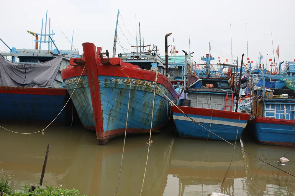 Ngư dân Quảng Ngãi chủ động ứng phó áp thấp nhiệt đới ảnh 5