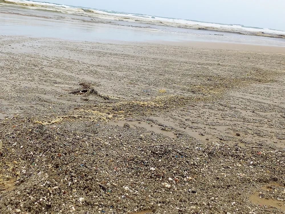 Quảng Ngãi: Vùng biển ven bờ Bình Châu đổi màu nâu đen ảnh 8