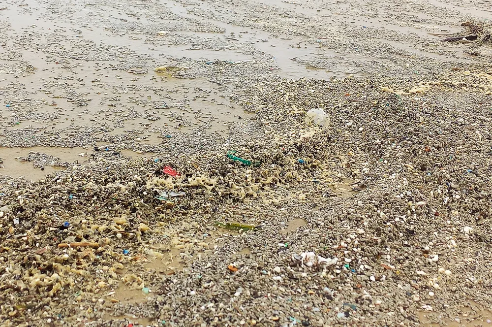 Quảng Ngãi: Vùng biển ven bờ Bình Châu đổi màu nâu đen ảnh 9