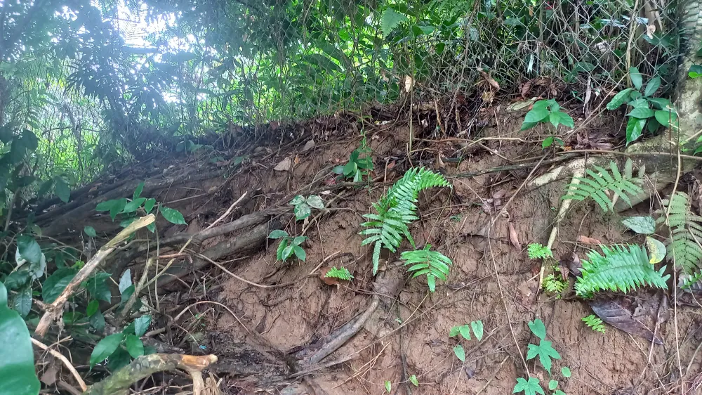 Quảng Ngãi: Kiểm tra hiện trạng sạt lở bờ sông và tuyến kè chống sạt lở bờ biển ảnh 1