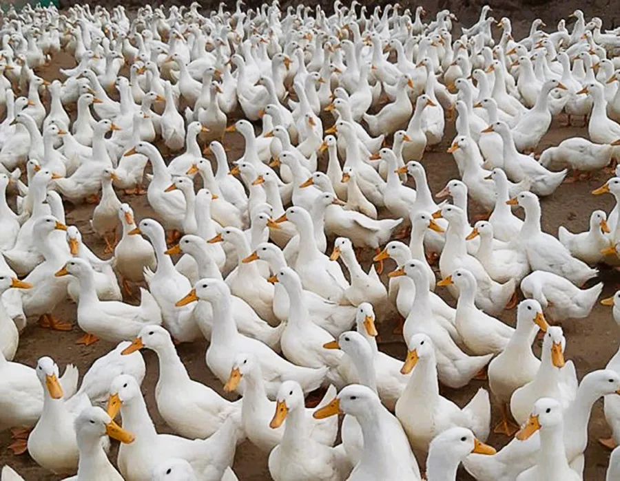 Nhiều ổ dịch cúm gia cầm A/H5N1 xuất hiện tại Quảng Ngãi ảnh 1