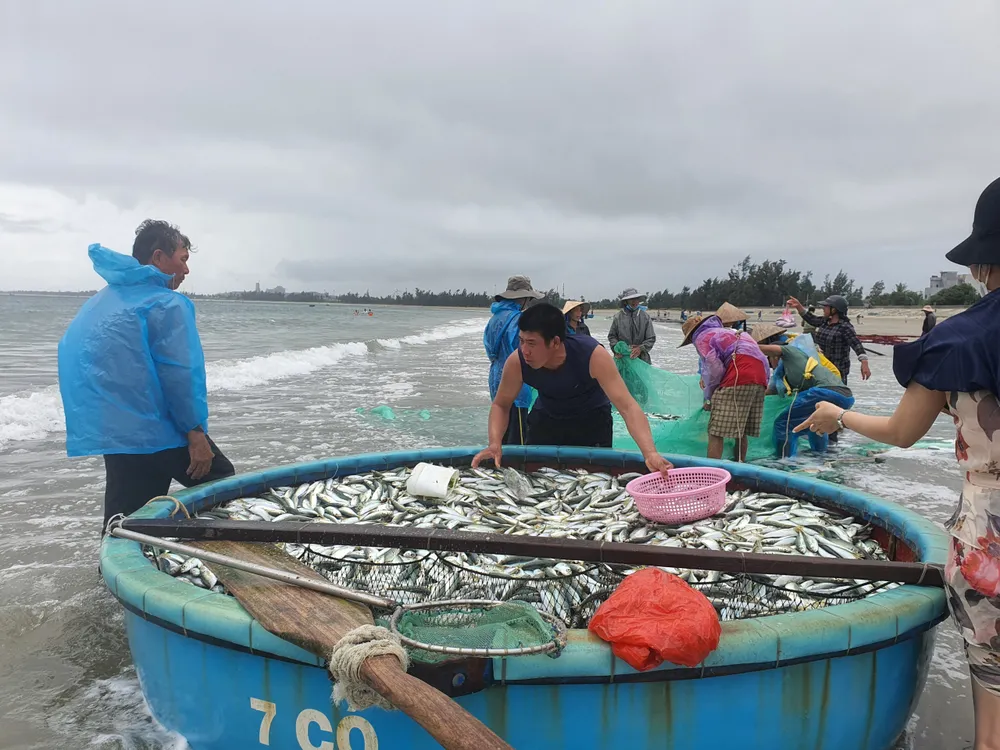 Kéo lưới rùng gần bờ, ngư dân trúng đậm mẻ cá gần 3 tấn ảnh 1