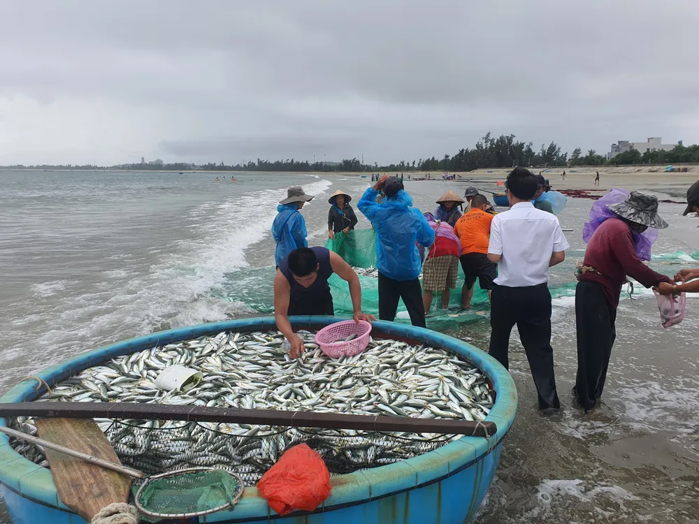 Kéo lưới rùng gần bờ, ngư dân trúng đậm mẻ cá gần 3 tấn ảnh 2