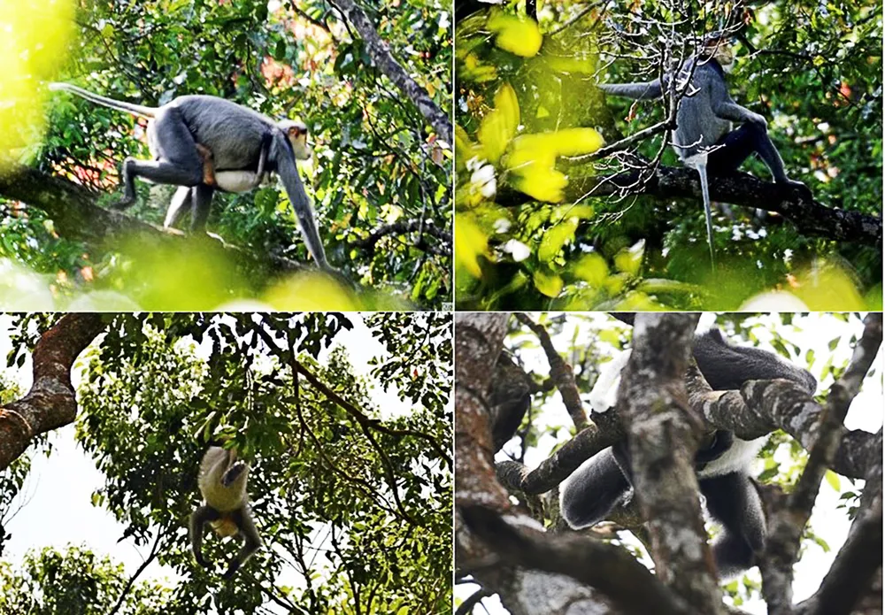 Nhiều giải pháp bảo tồn loài voọc chà vá chân xám tại Quảng Ngãi ảnh 2