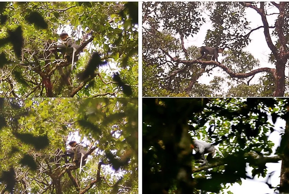 Nhiều giải pháp bảo tồn loài voọc chà vá chân xám tại Quảng Ngãi ảnh 3