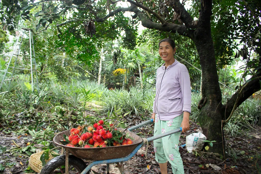 Quảng Ngãi: Vào vụ thu hoạch chôm chôm, nhà vườn phấn khởi vì được giá ảnh 6