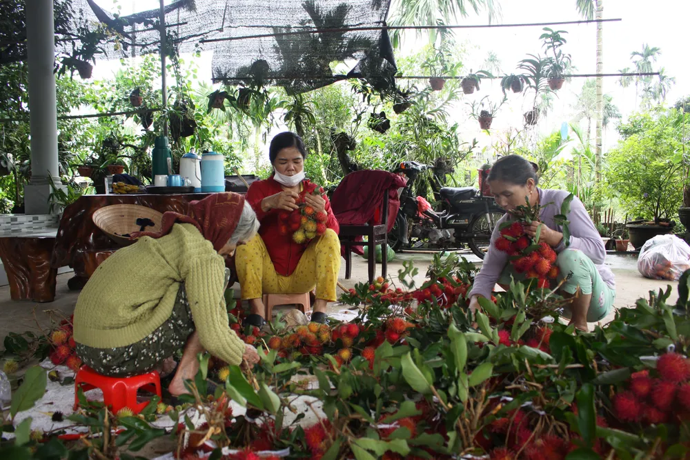 Quảng Ngãi: Vào vụ thu hoạch chôm chôm, nhà vườn phấn khởi vì được giá ảnh 5