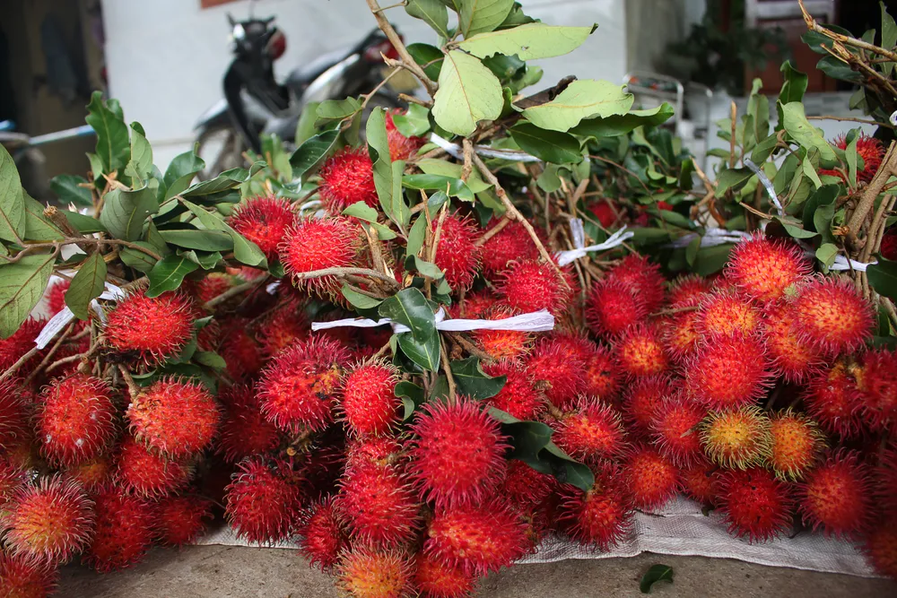 Quảng Ngãi: Vào vụ thu hoạch chôm chôm, nhà vườn phấn khởi vì được giá ảnh 2